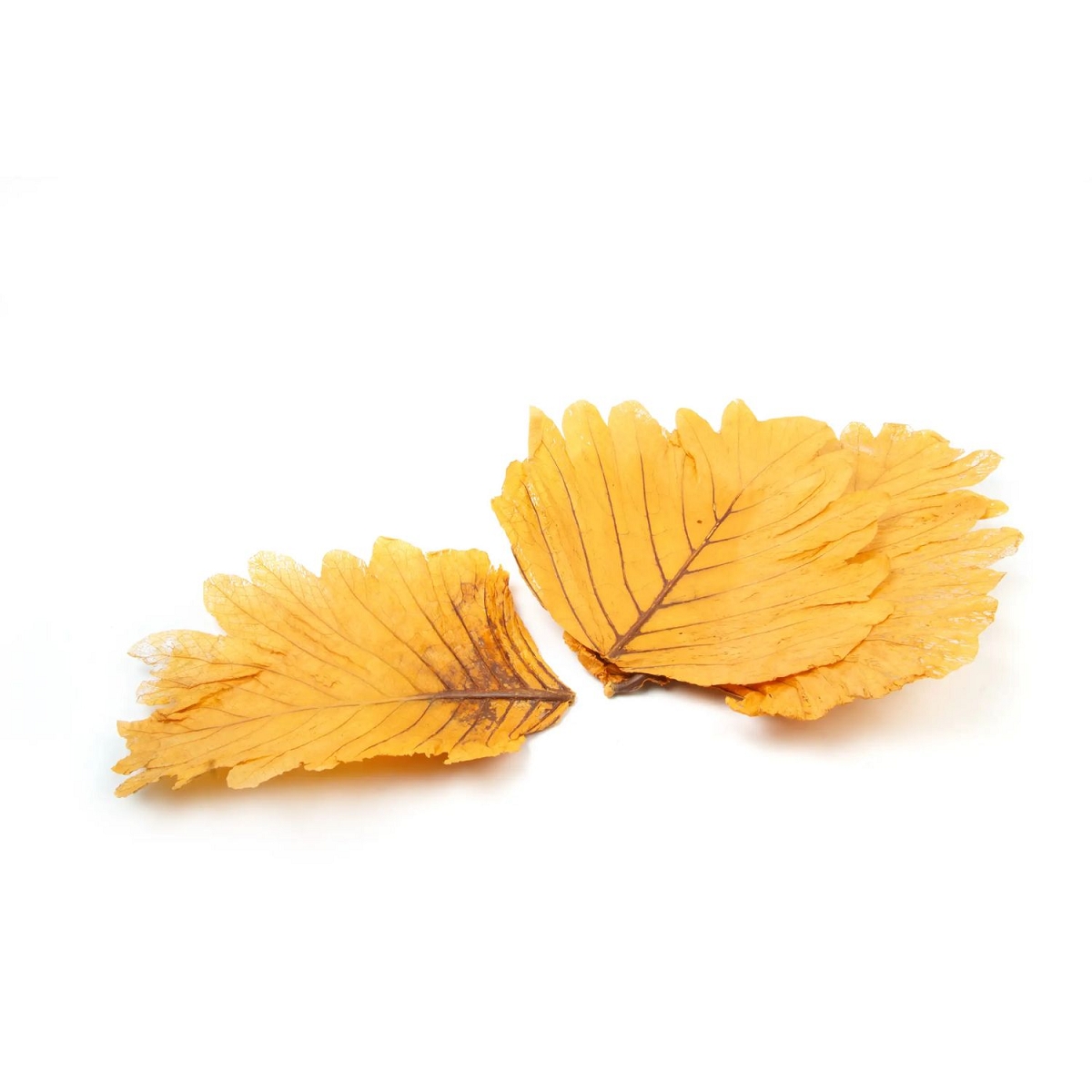 Feuille de caban orange (x5)