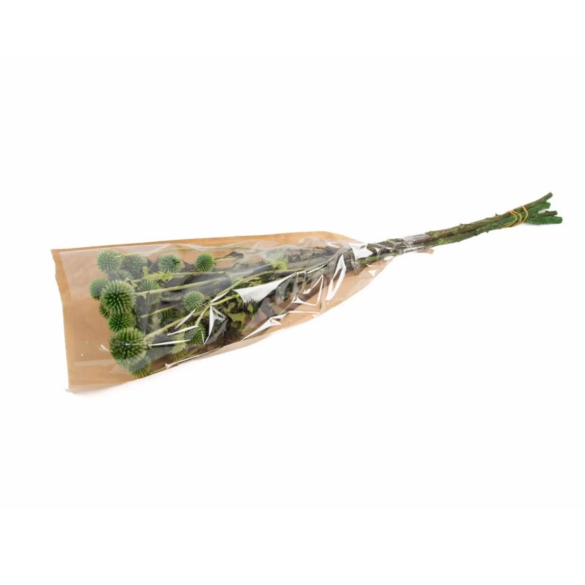 Echinops stabilisée vert pomme 200grs