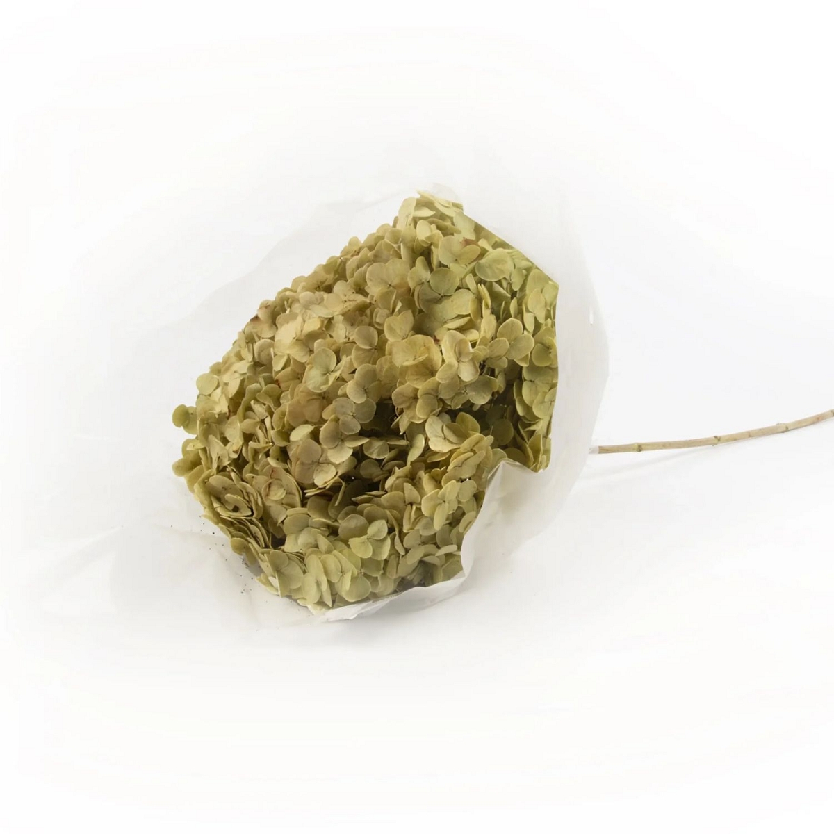 Hortensia stabilisé naturel 22-30cm
