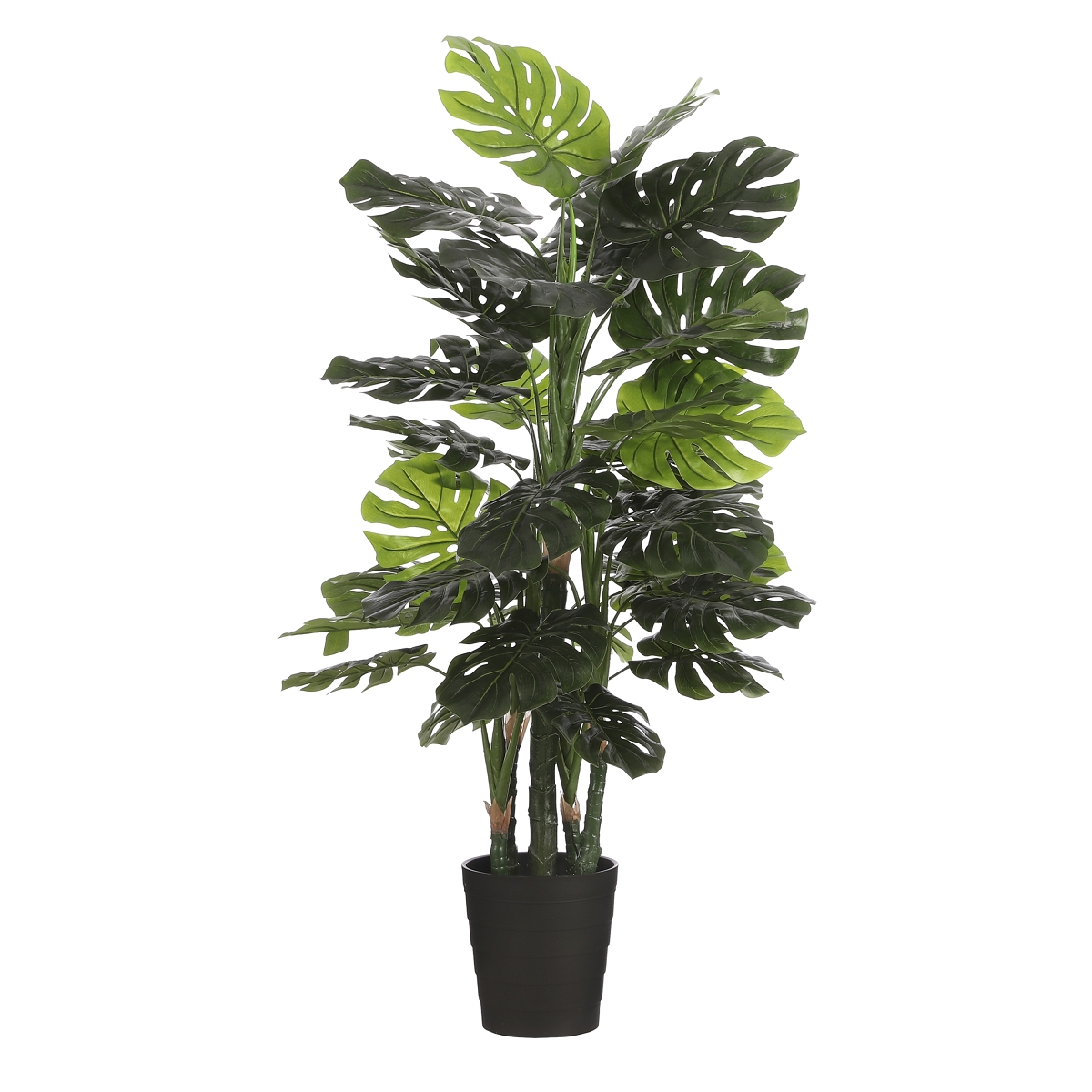 Monstera pot vert ht 140cm