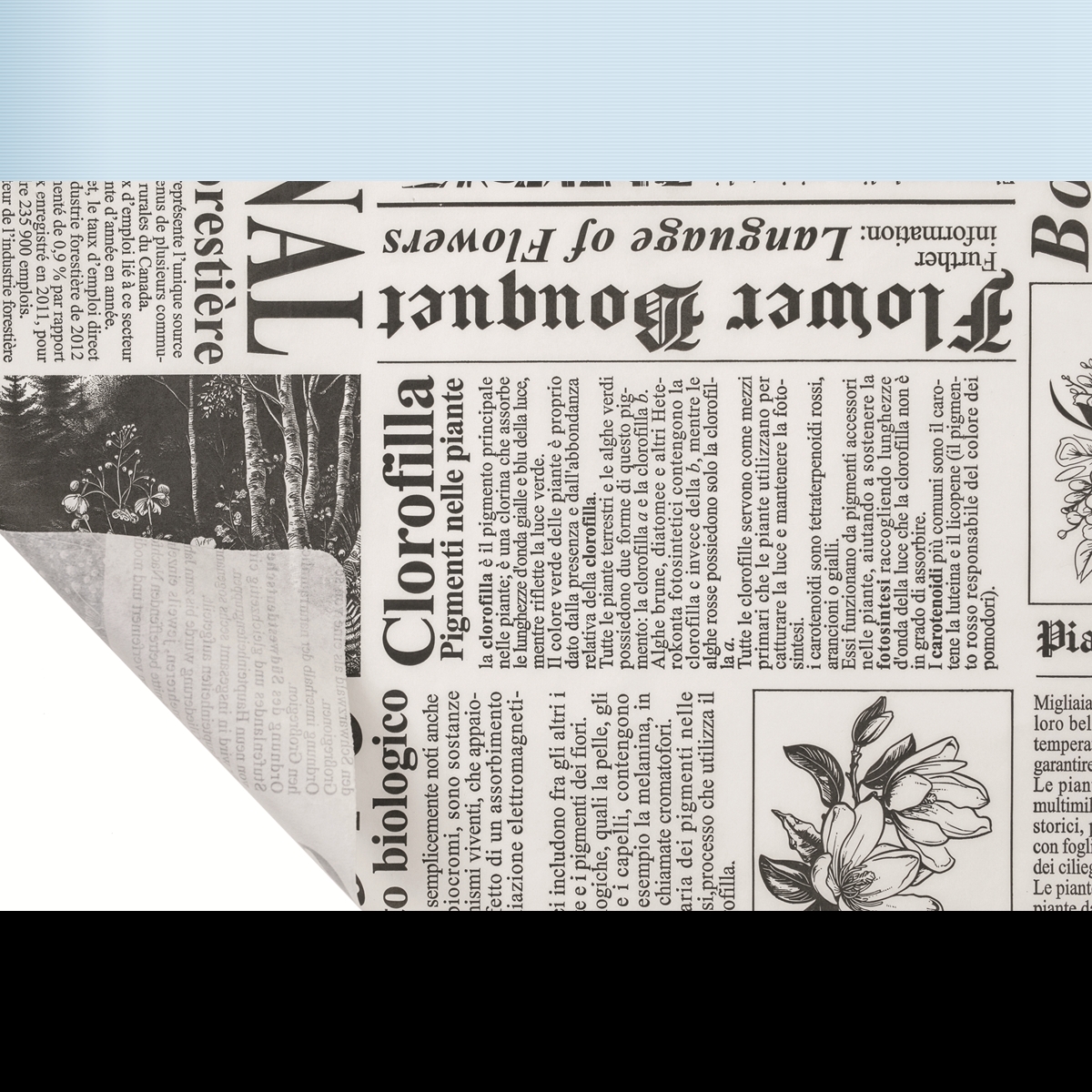 Bobine kraft blanc imprimé newspaper noir 0.80 x 40m