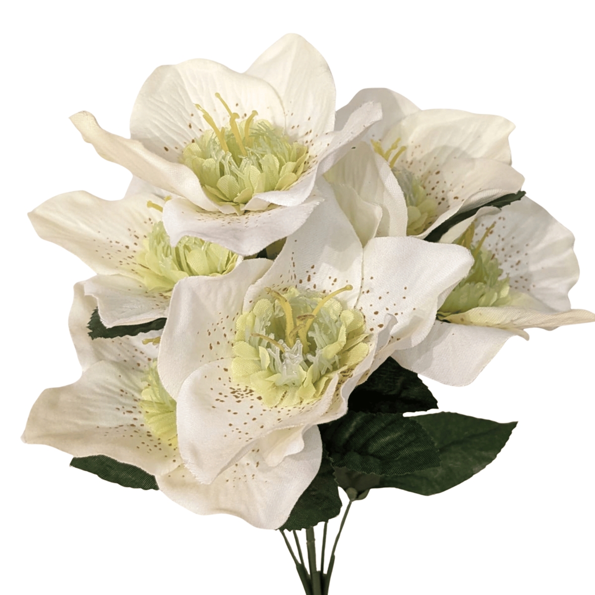 Piquet 7 hellebores crèmes