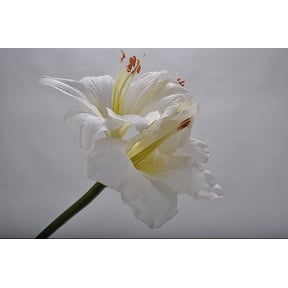 Amaryllis 