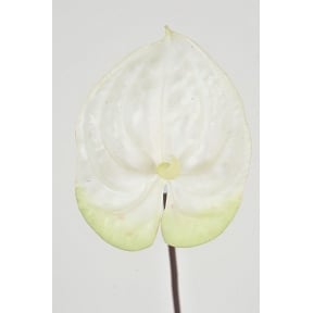 Anthurium 